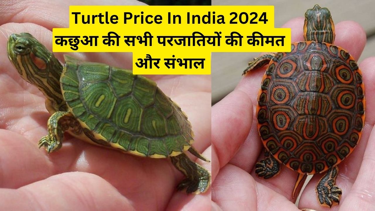 Turtle Price In India 2024