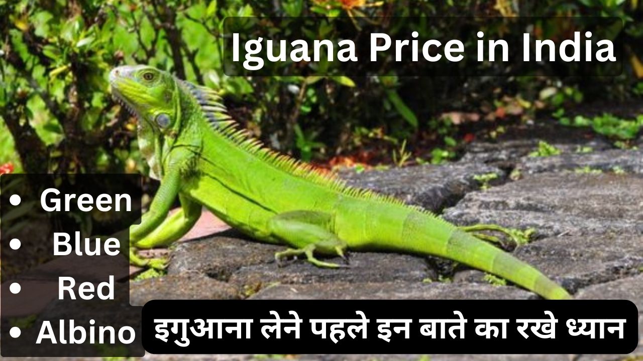 Iguana Price in India