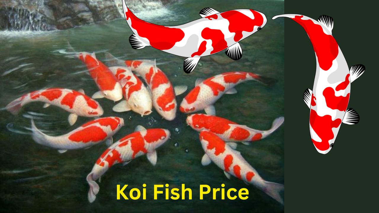 Koi Fish Price in India